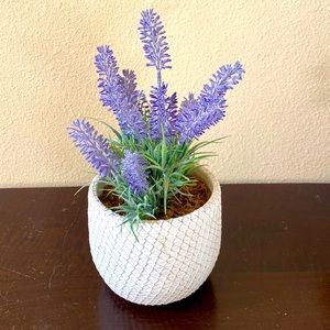 Lavender in a white potted plant